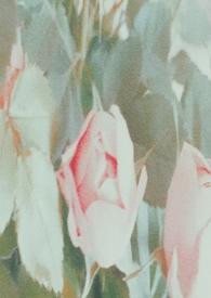 谁拯救谁i绿下树荫 免费阅读