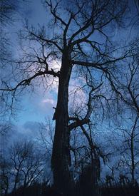 巡夜人日志哪个网站可以看