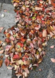 窗边的橘子青梅竹马免费阅读